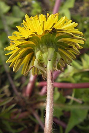 Taraxacum floccosum ? \ Lilahlliger Lwenzahn, D Gau-Bickelheim 29.4.2010