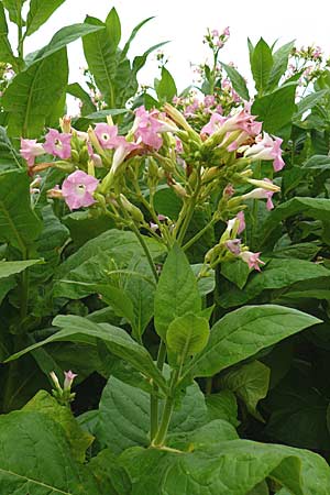 Nicotiana tabacum \ Virginischer Tabak / Virginian Tobacco, D Leutershausen 12.9.2008