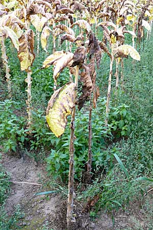 Nicotiana tabacum \ Virginischer Tabak / Virginian Tobacco, D Leutershausen 19.9.2008