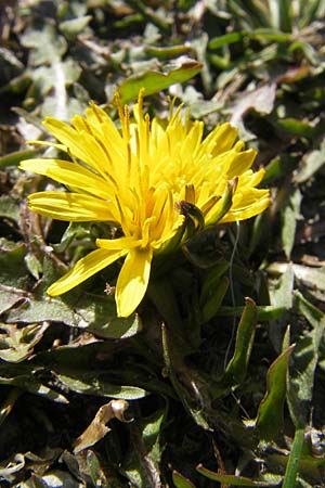 Taraxacum sect. Ruderalia \ Gewhnlicher Lwenzahn, Kuhblume / Dandelion, D Waghäusel-Wiesental 9.4.2011