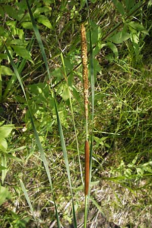 Typha angustifolia \ Schmalblttriger Rohrkolben / Lesser Bulrush, D Mainz 30.6.2012