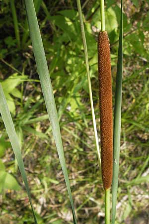 Typha angustifolia \ Schmalblttriger Rohrkolben / Lesser Bulrush, D Mainz 30.6.2012