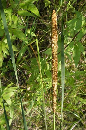 Typha angustifolia \ Schmalblttriger Rohrkolben / Lesser Bulrush, D Mainz 30.6.2012