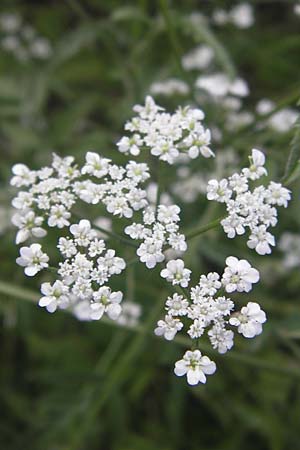 Torilis arvensis \ Acker-Klettenkerbel / Spreading Hedge Parsley, D Bruchsal 5.7.2013