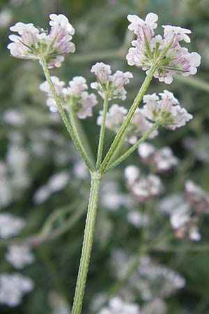 Torilis arvensis \ Acker-Klettenkerbel / Spreading Hedge Parsley, D Bruchsal 5.7.2013