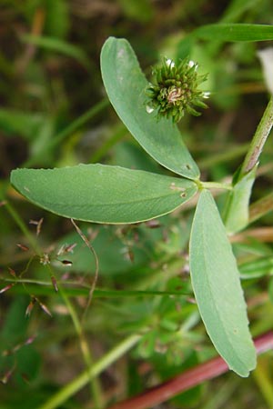 Trifolium aureum \ Gold-Klee / Golden Clover, D Gladenbach 5.7.2014