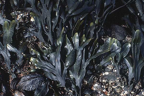 Fucus vesiculosus \ Blasen-Tang / Bladder Wrack, D Helgoland 3.6.1980