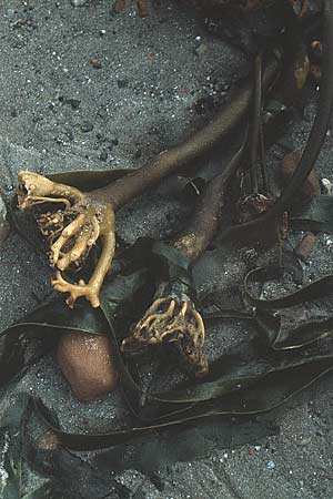 Laminaria hyperborea \ Palmen-Tang / Cuvie, D Helgoland 29.8.1980