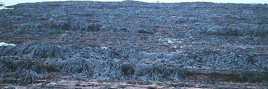 Fucus vesiculosus \ Blasen-Tang / Bladder Wrack, D Helgoland 5.9.1980