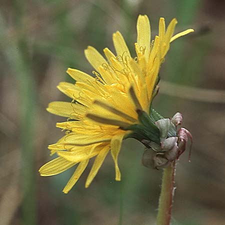 Taraxacum spec6 ? \ Lwenzahn, D Schwetzingen 1.5.2006