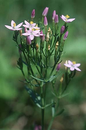Centaurium erythraea \ Echtes Tausendgldenkraut / Common Centaury, D Karlsruhe 17.7.2005