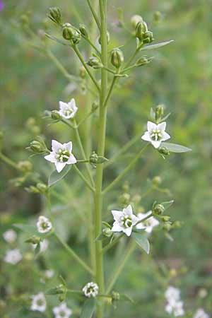 Thesium bavarum \ Bayerischer Bergflachs, Bayerisches Leinblatt / Bavarian Bastard Toadflax, D Mosbach 12.5.2012