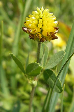 Trifolium spadiceum \ Brauner Moor-Klee / Large Brown Clover, D Rhön, Wasserkuppe 30.5.2012