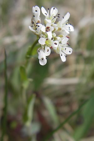 Noccaea caerulescens subsp. sylvestris \ Galmei-Hellerkraut, Galmei-Tschelkraut / Calaminarian Penny-Cress, D Stolberg 30.4.2012
