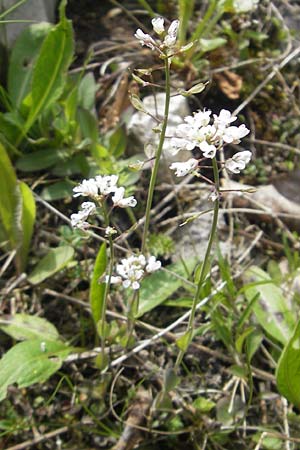 Noccaea caerulescens subsp. sylvestris \ Galmei-Hellerkraut, Galmei-Tschelkraut / Calaminarian Penny-Cress, D Stolberg 30.4.2012