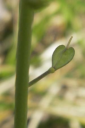 Noccaea caerulescens subsp. sylvestris \ Galmei-Hellerkraut, Galmei-Tschelkraut / Calaminarian Penny-Cress, D Stolberg 30.4.2012