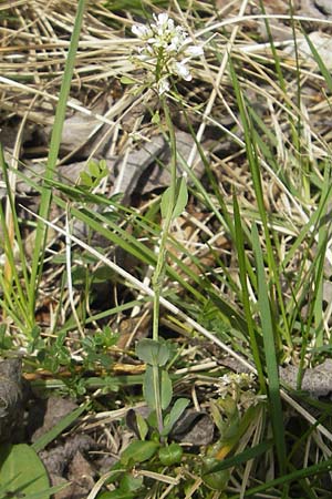 Noccaea caerulescens subsp. sylvestris \ Galmei-Hellerkraut, Galmei-Tschelkraut / Calaminarian Penny-Cress, D Stolberg 30.4.2012