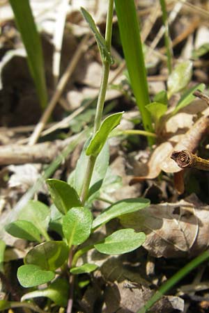 Noccaea caerulescens subsp. sylvestris \ Galmei-Hellerkraut, Galmei-Tschelkraut / Calaminarian Penny-Cress, D Stolberg 30.4.2012