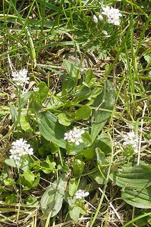 Noccaea caerulescens subsp. sylvestris \ Galmei-Hellerkraut, Galmei-Tschelkraut / Calaminarian Penny-Cress, D Stolberg 30.4.2012