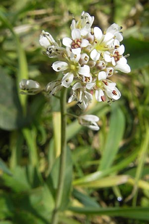 Noccaea caerulescens subsp. sylvestris \ Galmei-Hellerkraut, Galmei-Tschelkraut / Calaminarian Penny-Cress, D Stolberg 30.4.2012