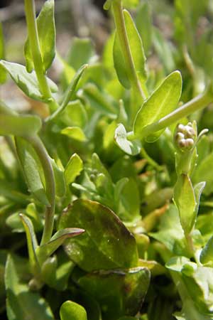 Noccaea caerulescens subsp. sylvestris \ Galmei-Hellerkraut, Galmei-Tschelkraut / Calaminarian Penny-Cress, D Stolberg 30.4.2012