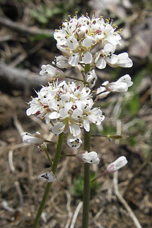 Noccaea caerulescens subsp. sylvestris \ Galmei-Hellerkraut, Galmei-Tschelkraut / Calaminarian Penny-Cress, D Stolberg 30.4.2012