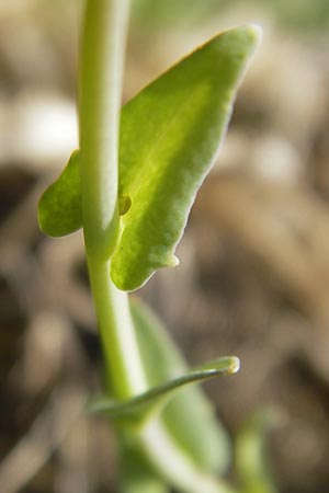 Noccaea caerulescens subsp. sylvestris \ Galmei-Hellerkraut, Galmei-Tschelkraut / Calaminarian Penny-Cress, D Stolberg 30.4.2012