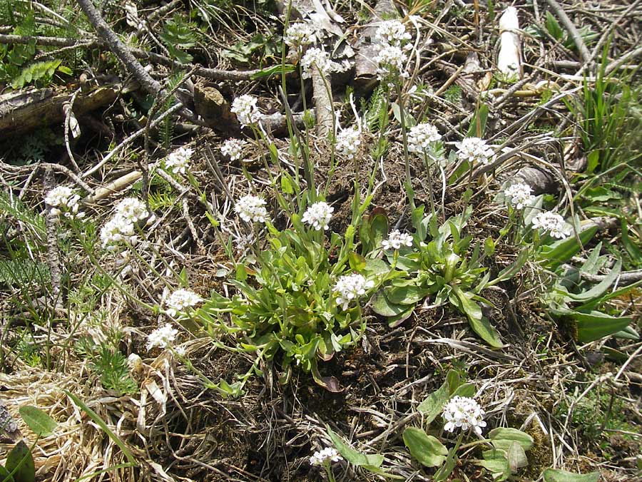 Noccaea caerulescens subsp. sylvestris \ Galmei-Hellerkraut, Galmei-Tschelkraut / Calaminarian Penny-Cress, D Stolberg 30.4.2012