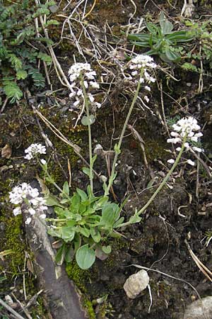 Noccaea caerulescens subsp. sylvestris \ Galmei-Hellerkraut, Galmei-Tschelkraut / Calaminarian Penny-Cress, D Stolberg 30.4.2012