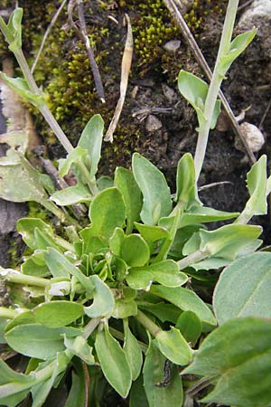 Noccaea caerulescens subsp. sylvestris \ Galmei-Hellerkraut, Galmei-Tschelkraut / Calaminarian Penny-Cress, D Stolberg 30.4.2012