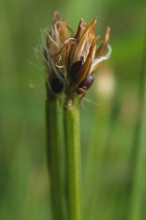 Trichophorum cespitosum subsp. cespitosum \ Gewhnliche Rasenbinse / Deer Grass, D Schwarzwald/Black-Forest, Kaltenbronn 7.7.2012