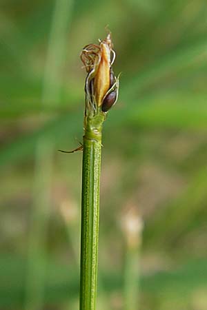 Trichophorum cespitosum subsp. cespitosum \ Gewhnliche Rasenbinse / Deer Grass, D Schwarzwald/Black-Forest, Kaltenbronn 7.7.2012