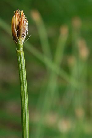 Trichophorum cespitosum subsp. cespitosum \ Gewhnliche Rasenbinse / Deer Grass, D Schwarzwald/Black-Forest, Kaltenbronn 7.7.2012