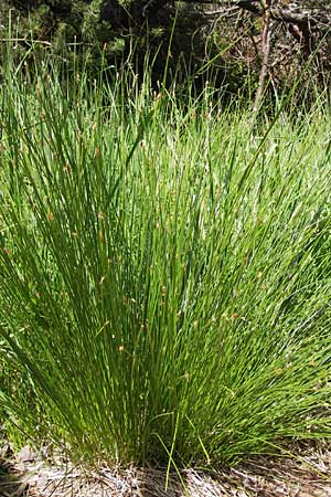Trichophorum cespitosum subsp. cespitosum \ Gewhnliche Rasenbinse / Deer Grass, D Schwarzwald/Black-Forest, Kaltenbronn 7.7.2012