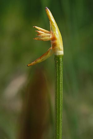 Trichophorum cespitosum subsp. cespitosum \ Gewhnliche Rasenbinse / Deer Grass, D Schwarzwald/Black-Forest, Kaltenbronn 30.6.2013