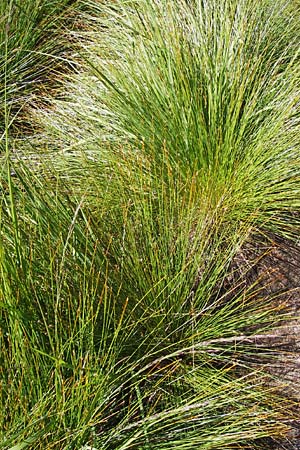 Trichophorum cespitosum subsp. germanicum \ Deutsche Rasenbinse / Deer Grass, D Schwarzwald/Black-Forest, Hornisgrinde 31.7.2013
