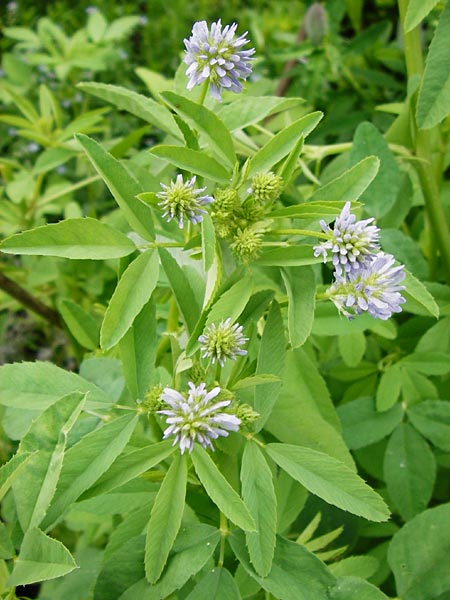 Trigonella caerulea \ Schabzigerklee / Blue Fenugreek, D Eichstätt 17.6.2014