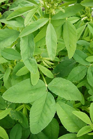 Trigonella caerulea \ Schabzigerklee / Blue Fenugreek, D Eichstätt 17.6.2014