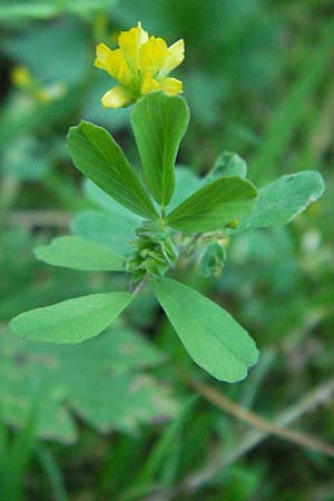 Trifolium dubium \ Faden-Klee, Zweifelhafter Klee / Lesser Hop Clover, D Schriesheim-Altenbach 23.6.2006