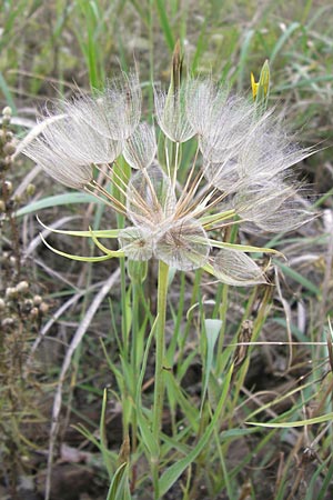 Tragopogon dubius \ Groer Bocksbart, D Mannheim 17.10.2013