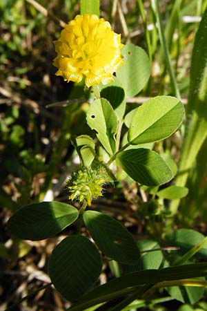 Trifolium campestre \ Gelber Acker-Klee, Feld-Klee / Hop Trefoil, D Nussloch 7.5.2014