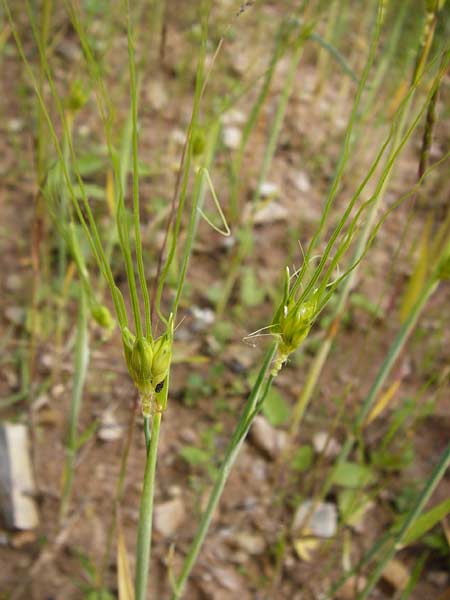 Triticum durum \ Hart-Weizen / Durum Wheat, D Friedewald 31.5.2014