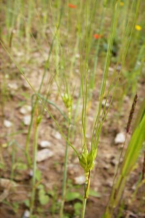 Triticum durum \ Hart-Weizen / Durum Wheat, D Friedewald 31.5.2014