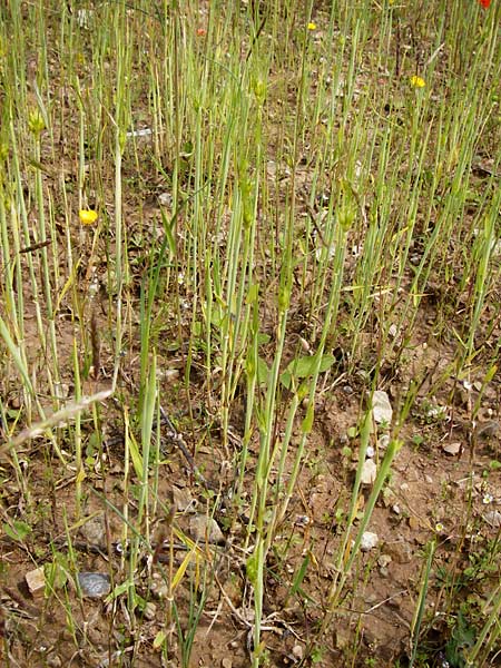 Triticum durum \ Hart-Weizen / Durum Wheat, D Friedewald 31.5.2014