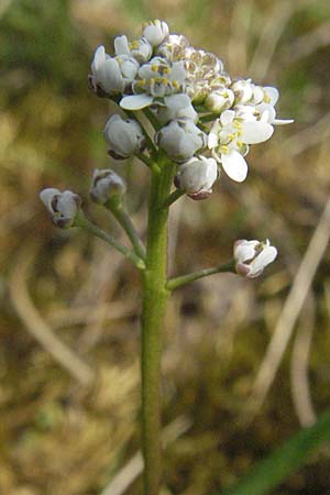 Teesdalia nudicaulis \ Kahler Bauernsenf / Shepherd's Cress, D Waghäusel 7.4.2007