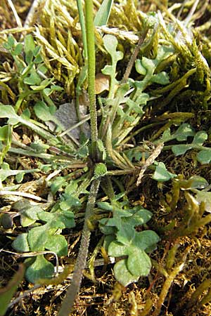 Teesdalia nudicaulis \ Kahler Bauernsenf / Shepherd's Cress, D Waghäusel 7.4.2007