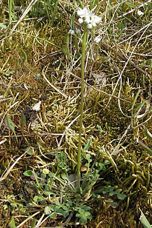 Teesdalia nudicaulis \ Kahler Bauernsenf / Shepherd's Cress, D Waghäusel 7.4.2007