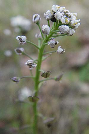 Teesdalia nudicaulis \ Kahler Bauernsenf / Shepherd's Cress, D Viernheim 10.4.2007