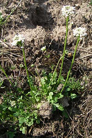 Teesdalia nudicaulis \ Kahler Bauernsenf / Shepherd's Cress, D Viernheim 23.4.2008