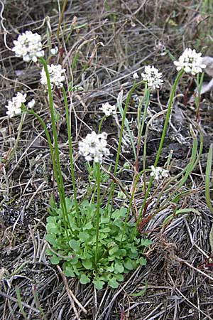 Teesdalia nudicaulis \ Kahler Bauernsenf / Shepherd's Cress, D Viernheim 25.4.2008